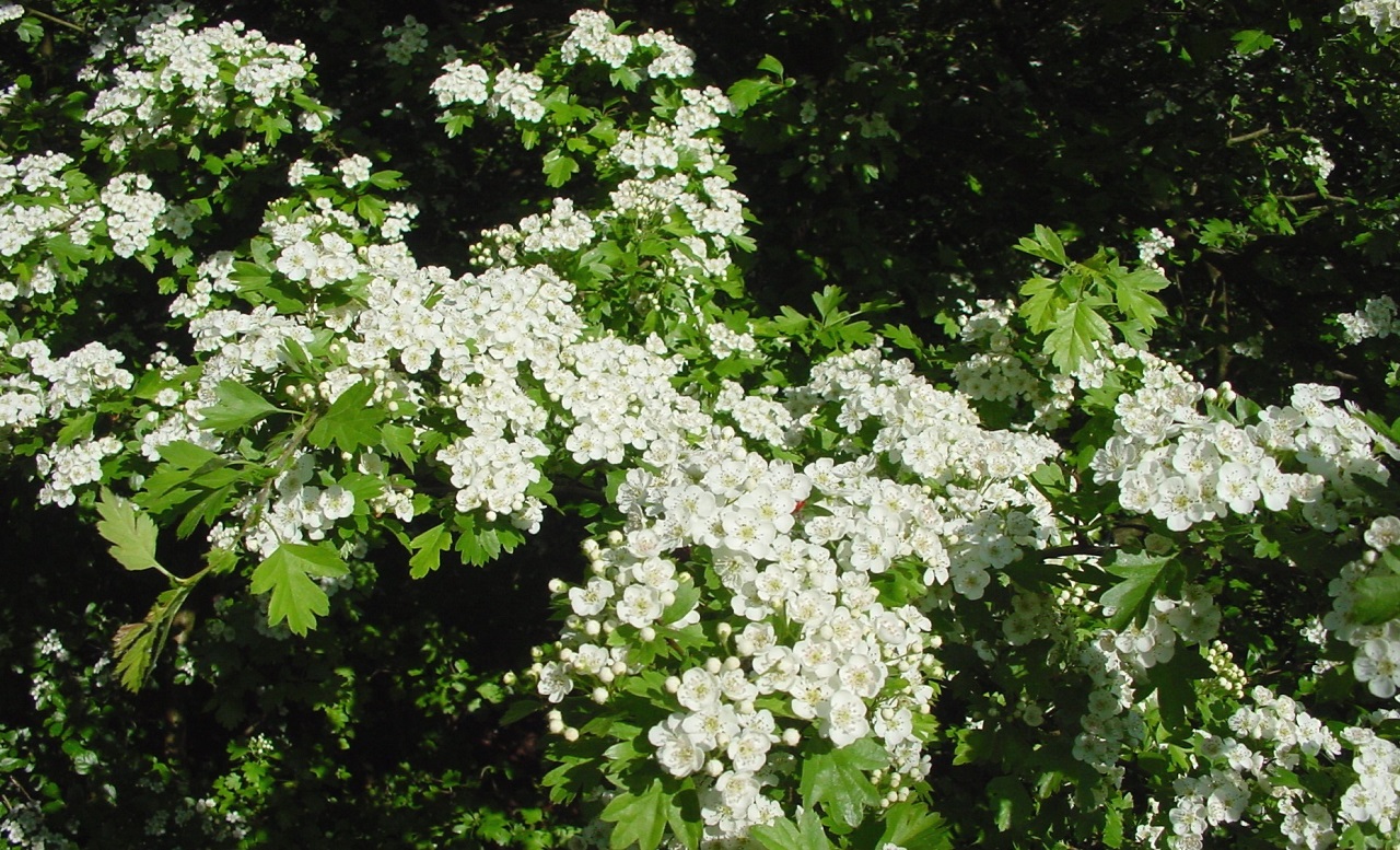 Eurasian Blackcap, Garden Warbler and Dunnock add wildlife dive - Bild 2